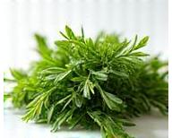 生ハーブと植物エッセンス